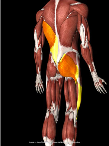 adult male body showing muscles and joints